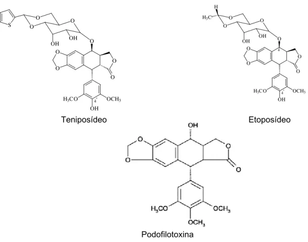 FIGURA 9 – Podofilotoxina de Podophyllum emodi e P.  peltatum e os derivados semi- semi-sintéticos teniposídeo e etoposídeo 