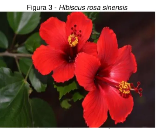 Figura 3 - Hibiscus rosa sinensis 