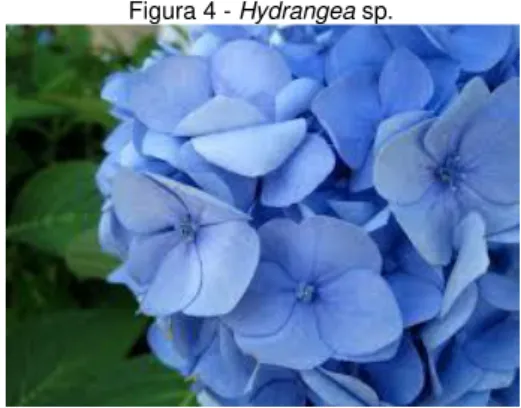 Figura 4 - Hydrangea sp. 