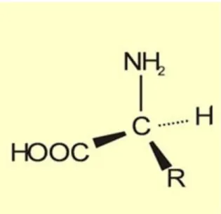 Figura  2: Grupos  funcionais  amina  (NH2) e ácido carboxílico  (COOH).   Fonte:  Centro de 