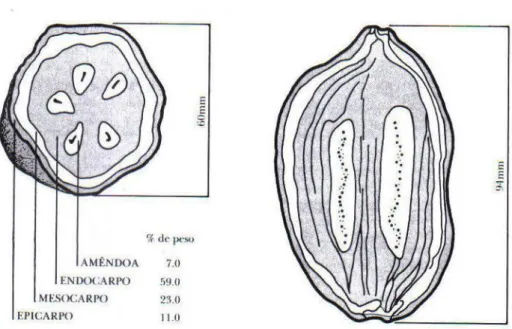 Figura 3 - Fruto de babaçu em cortes transversal e longitudinal.  