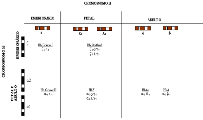 Figura 1. Diagrama dos produtos tetraméricos das globinas α no cromossomo 16 e do grupo não  α, no cromossomo 11 (adaptado do livro Fundamentos de Genética Médica de GELEHRTER e  COLLINS, 1992)