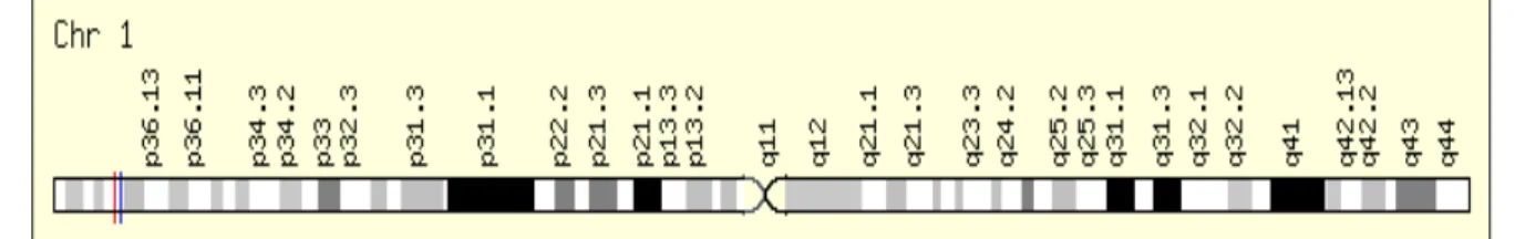 Figura  7:  Posição do gene MTHFR no cromossomo 1, indicado pelo traço vermelho (GeneCard: 