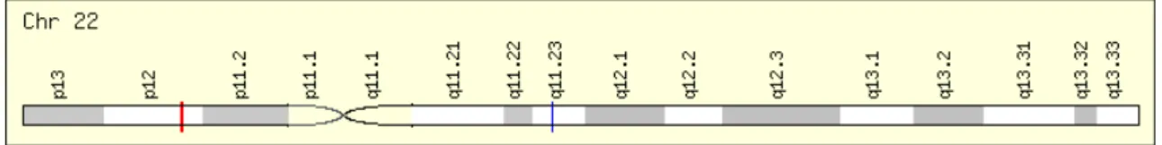 Figura  8:  Posição do gene GST T1 no cromossomo 22, indicado pelo traço vermelho. (GeneCard: 
