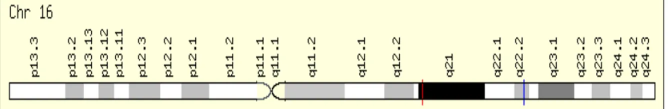 Figura 11:  Posição do gene da haptoglobina no cromossomo 16, indicado pelo traço vermelho