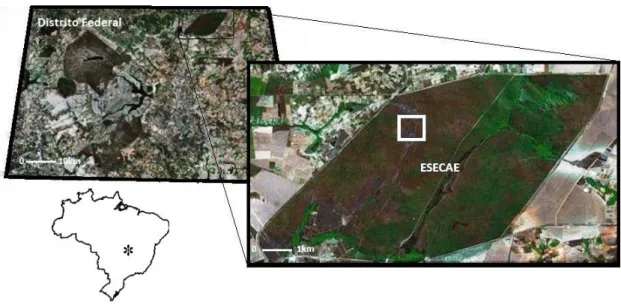 FIGURA  1.  Posição  do  Distrito  Federal  no  mapa  do  Brasil  e  imagens  de  satélite  da  localização  da  Estação  Ecológica  de  Águas  Emendadas  (ESECAE),  com  o  local  de  estudo em destaque