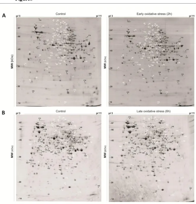 Figure  1.  The  protein  expression  patterns  in  Paracoccidioides,  Pb01  subjected  to  oxidative  stress