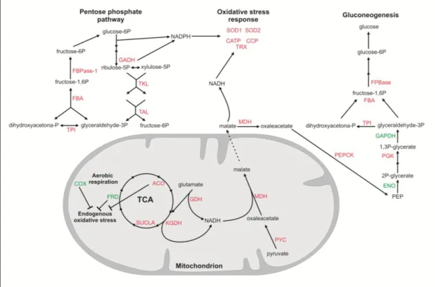 Figure 2. Schematic diagram of Paracoccidioides responses to oxidative stress. The figure summarizes  the  data  obtained  from  proteomic  analysis  and  hypothesizes  the  mechanisms  orchestrated  by  this  fungus to survive during the oxidative  stress