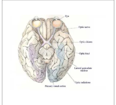 Figura 1: A via visual (vista por baixo, no cérebro humano)  Fonte: HUBEL, 1988 