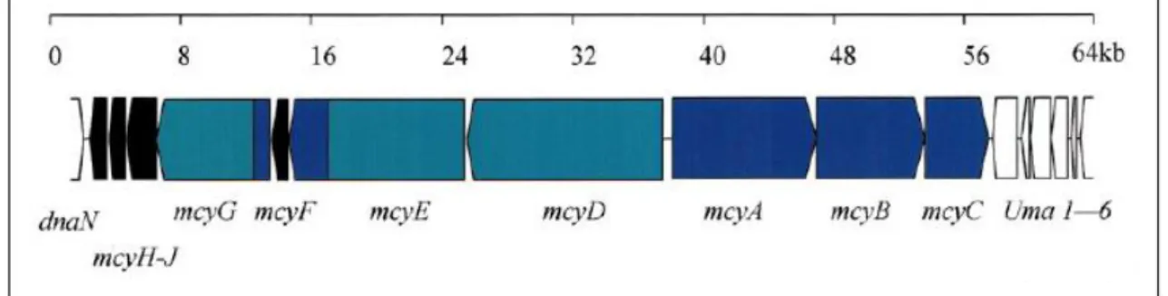 Figura 3.2 - Organização do agrupamento de genes responsáveis pela biossíntese da microscitina 