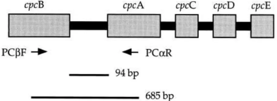 Figura 3.5 - Representação esquemática do operon da ficocianina   Fonte: Neilan, Jacobs e Goodman, (1995) 