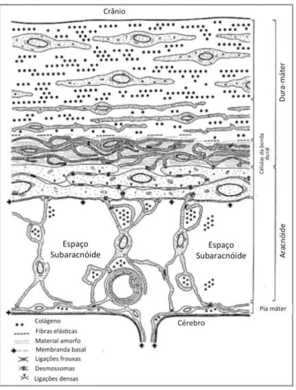 Figura 7 Representação esquemática da ultraestrutura das meninges. Fonte: Haines DE, Harkey HL,  al-Mefty  O:  The  “subdural”  space:  a  new  look  at  an  outdated  concept