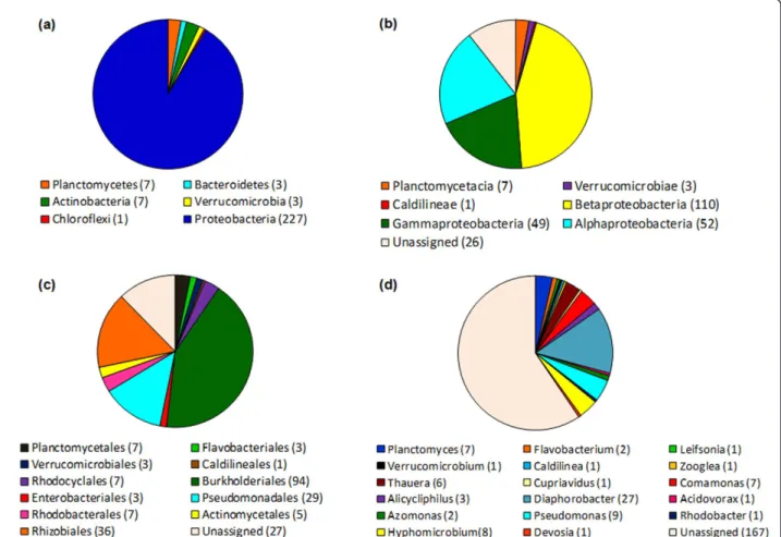 Figure 4 Classification of the 16S rRNA gene sequences of metagenomic library of phenol degrading sludge from membrane bioreactor using the RDP database