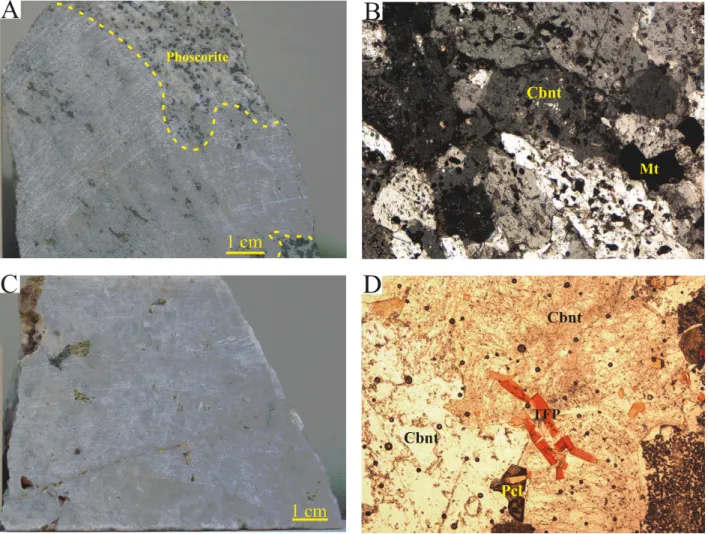 Figure 2 8 3.9  -  Petrographic  aspects  of  SNC  magnesiocarbonatites.  (A)  Fine  to  med iu m  magnesiocarbonatite  of  the  northern  intrusion  in  contact  with  a  phoscorite  cumulate    (sample  LG20-25-91.5)