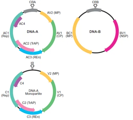 Figura  1.  Representação  da  organização  genômica  de  vírus  bipartidos  (superior)  e  monopartidos  (inferior)  do  gênero  Begomovirus