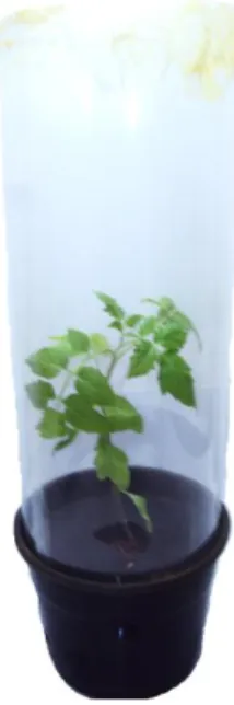 Figura  1:  Unidade  experimental  formada  por  uma  planta  de  tomateiro  (cv.  Viradoro)  cultivada em vaso de 0,5L recoberto por gaiola de polietileno transparente vedada com tecido  de organza na parte superior
