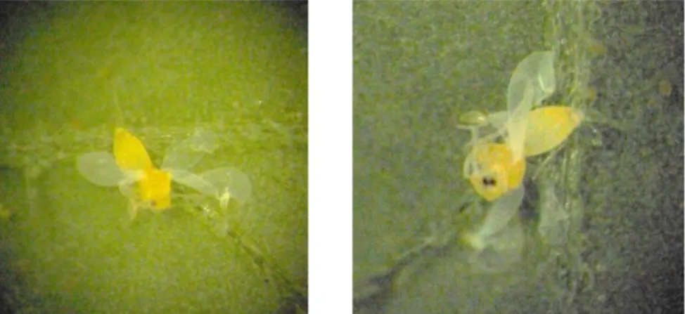 Figura 6: Adultos de B. tabaci aprisionados na superfície foliar tratada com a mistura de óleo  mineral com inseticidas