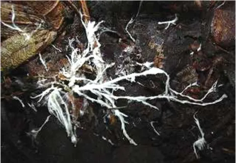 Figure 1 Mycélium d’un champignon forestier (Photo: Docanski concept ©) 