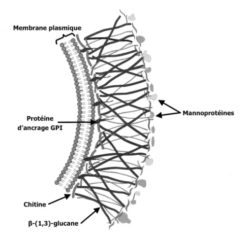 Figure 2 Structures de la paroi cellulaire et de la membrane cytoplasmique d’une cellule fongique (Selitrennikoff,  2001) 