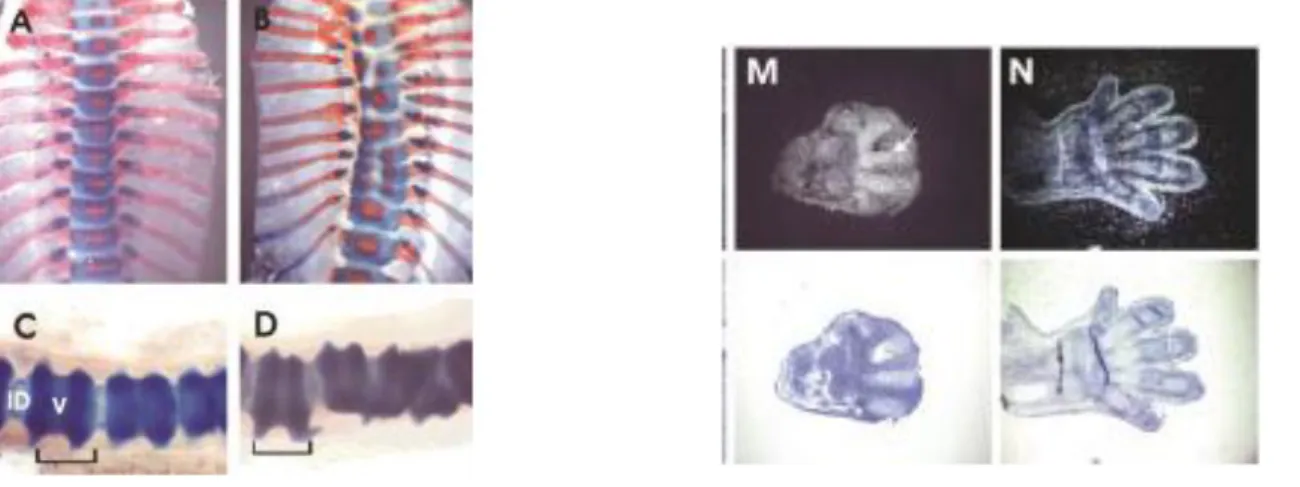 Figura  1:  A.  A,B,C,D  preparações  do  esqueleto  da  coluna  vertebral  do  recém-nascido