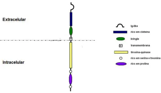 Figura 2: Representação estrutural da proteína tirosina quinase ROR2 com apresentação de seus domínios  extracelular e intracelular