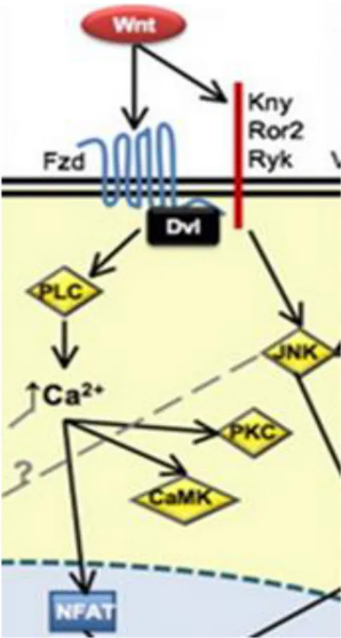 Figura 4: Representação esquemática da ligação do receptor Ror2 à proteína Wnt5a e complexo proteico  DVL e a possível via de sinalização PCP (polaridade celular planar) não canônica