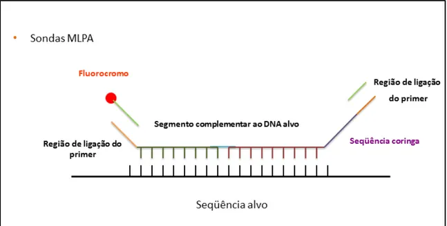 Figura 6: Análise de número de cópias do gene ROR2 por MLPA. 