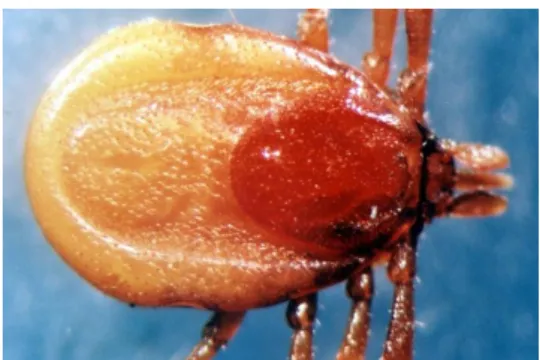 Figura 1: Ixodes spp. - fêmea adulta