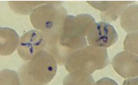 FIGURA 7: Babesia spp. - forma em tétrade