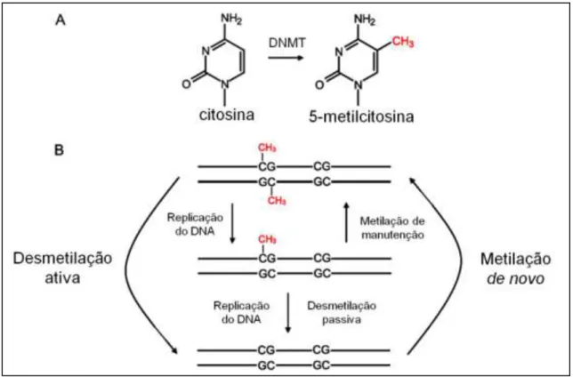 Figura 1.1. Metilação e desmetilação do DNA. Modificado de Chen &amp; Riggs, 2011. 