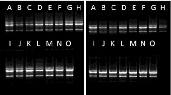 Figura  4.19.  Quantificação  dos  transcritos  DNMT1  em  relação  ao  controle  endógeno  GAPDH em células MCF-7 tratadas com NPM-citrato