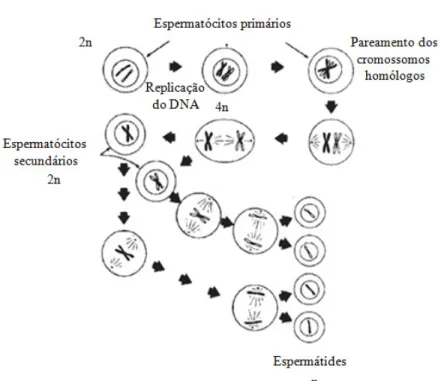 Figura  1.1.  Representação  esquemática  das  mudanças  que  ocorrem  durante  as  divisões  meióticas  envolvendo  os  espermatócitos  primários  e  secundários  (adaptado  de  Knobil  &amp; 