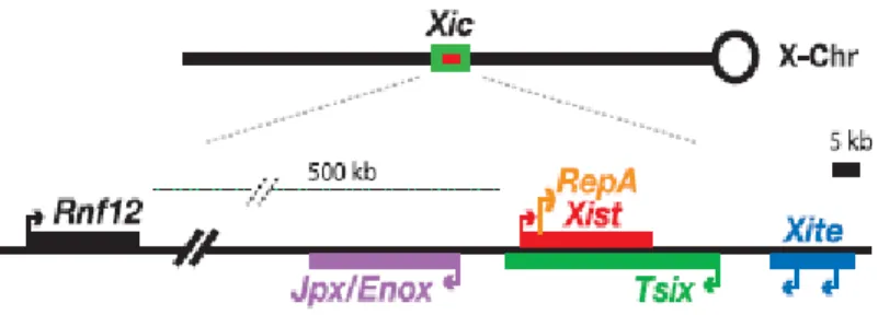 Figura  1.4:  Localização  da  região  XIC  e  de  genes  que  fazem  parte  da  regulação  da  transcrição do gene XIST (Tian et al., 2010)