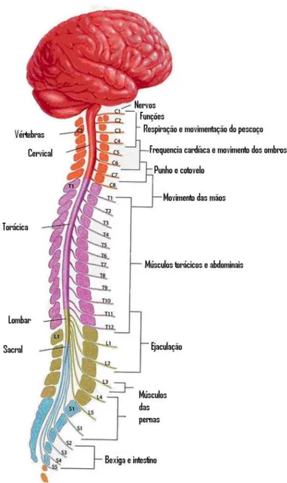 Figura 1 – Medula espinhal e funções 