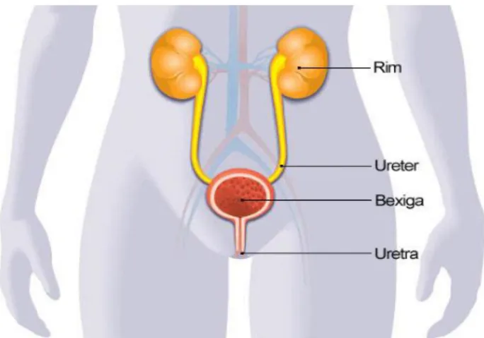 Figura 2  –  Sistema urinário