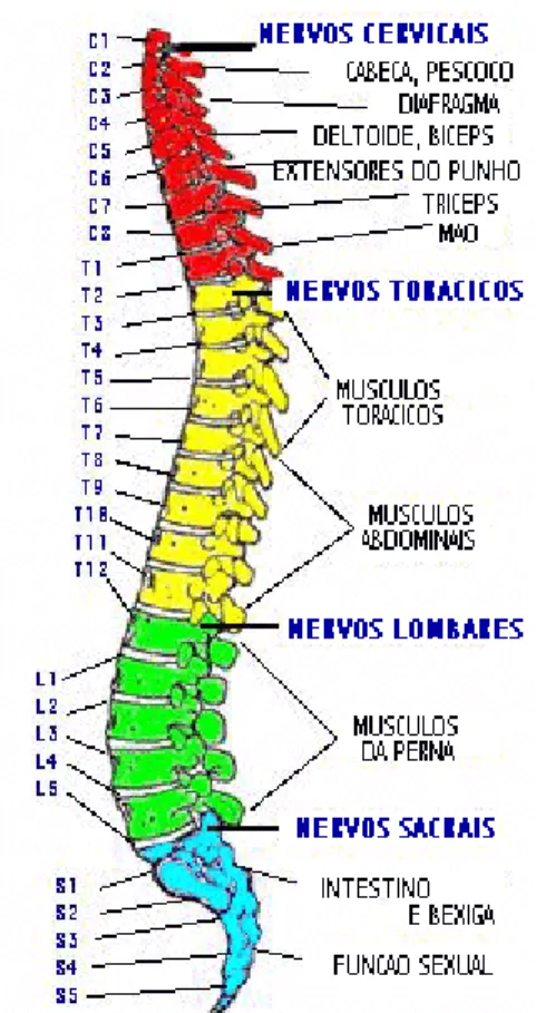 Figura 1: Coluna vertebral: segmentos medulares, áreas de inervação correspondente e  funções do organismo