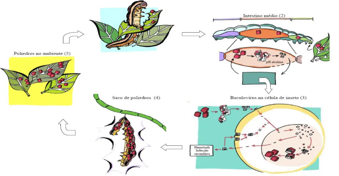 Figura 2: Esquema da infecção de uma larva de um inseto da ordem Lepidoptera por baculovírus: Em (1) o inseto ingere o poliedro (OB), que eventualmente havia sido liberado  no meio ambiente, por um outro inseto morto por infecção causada por baculovírus