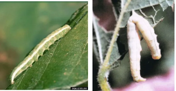 Figura 3: Fotos de uma larva de Anticarsia gemmatalis saudável (A) e infectada pelo baculovírus  AgMNPV  (B)