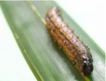Figura 4: Foto de uma larva de Spodoptera frugiperda.  