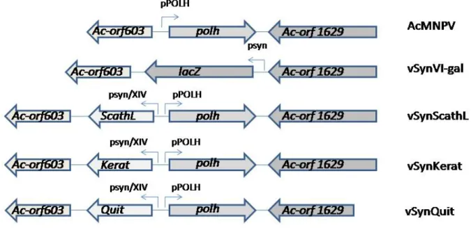 Figura 5: Esquema mostrando o gene da poliedrina do vírus selvagem AcMNPV e os diferentes  vírus recombinantes