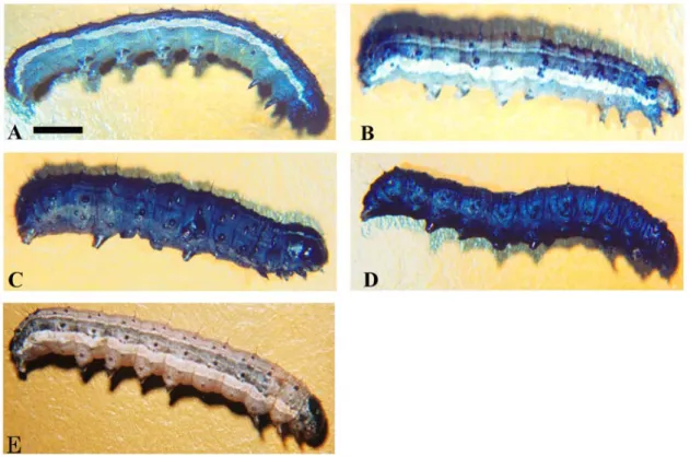 Figura 6: Análise estrutural da cutícula de larvas de S. frugiperda infectadas pelo AcMNPV  selvagem e recombinantes