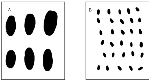 Figura 4. Imagens digitalizadas das folhas de Vochysia elliptica (A) e Dalbergia  miscolobium (B)