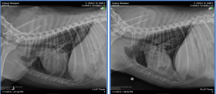 Fig.  1  and  2  –   Lateral views  of  the  thorax. There  is  a focus  of interstitial to  alveolar  pattern in  the left  caudal  subsegment of the left cranial lung lobe overlying the cardiac silhouette on the right lateral view