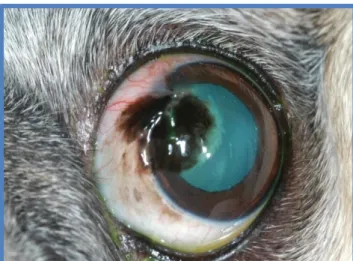 Fig.  10  –  Buster’s  left  eye  1  month  post-operative. 