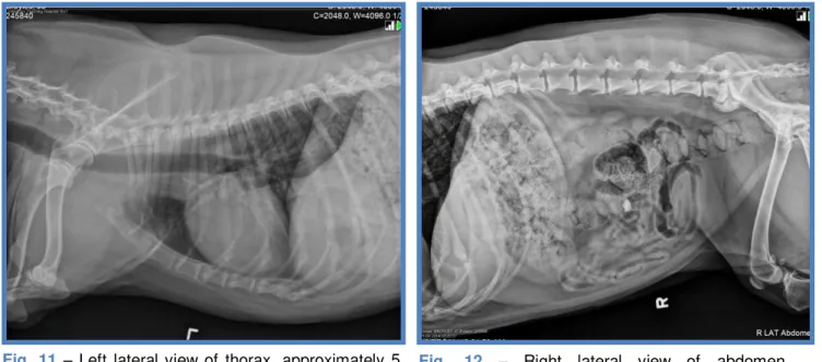 Fig.  11  –  Left  lateral  view  of  thorax,  approximately  5  weeks  post-operative