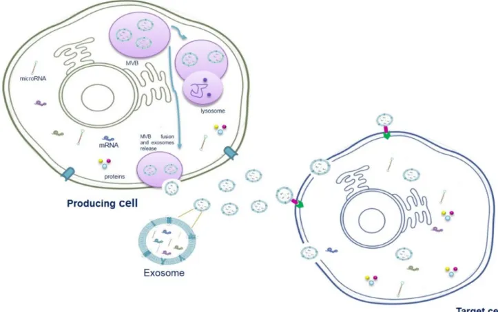 Figure 1: Schematic model of exosome origin and release.  Exosomes derived from the intraluminal vesicles (ILVs) of multivesicular  bodies (MVBs), formed through the reversed budding of the membrane of late endosomes