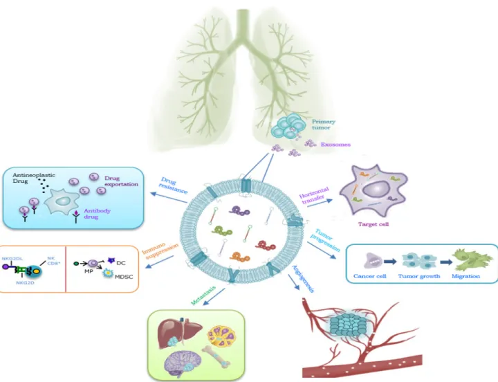Figure 2: Role of exosomes in NSCLC.  Exosomes have a key role in : 1 horizontal transfer of mRNAs and miRNAs from cancer  cells to cells of microenvironment; 2 tumor progression, inducing cells motility; 3 angiogenesis; 4: metastatization; 5: immunosuppre