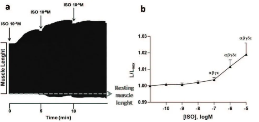 Fig. 2. (a) Representative time band of  isotonic contractions of electrically paced  papillary muscles contractions