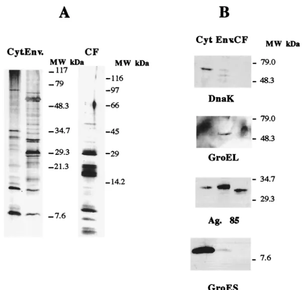 FIG. 1. Analysis of crude extracts of M. avium 2447 proteins. Cytosol (Cyt.), envelope (Env.), and culture filtrate (CF) preparations were analyzed by gradient (10 to 20%) SDS-PAGE followed by silver staining (A) or transferred to nitrocellulose and incuba
