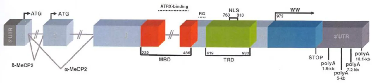 Figure  4.  Schematic  representation  of  the  structure  of  the  MECP2  gene.  MBD  –  methyl  –  CpG  binding domain,  TRD  –  transcription  repression  domain,  NLS  –  nuclear  localization  signal,  WW  –  group  II  WW domain, poly A – polyadenyla